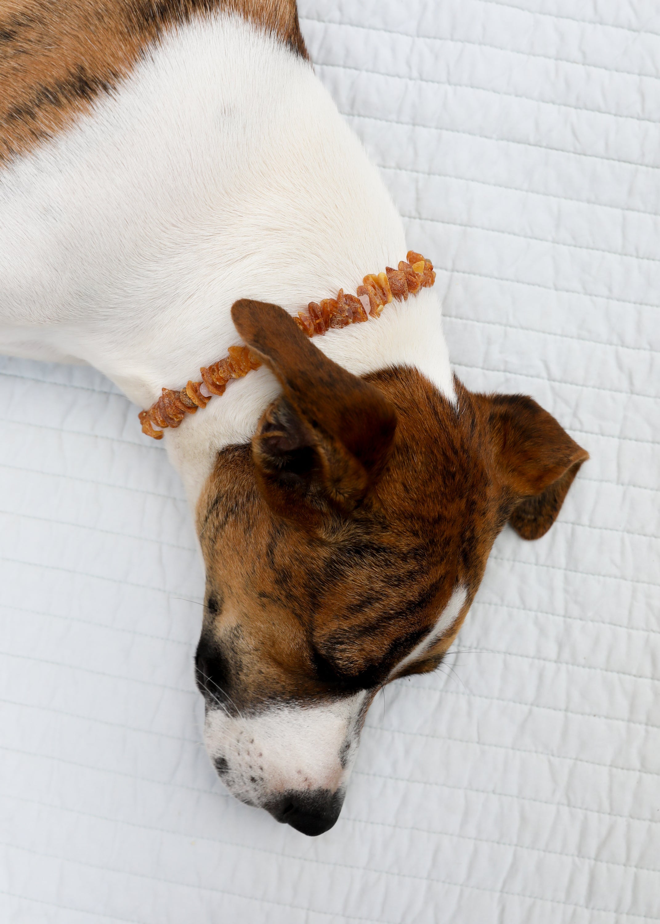 Pet Necklace: Raw Baltic Amber + Raw Rose Quartz