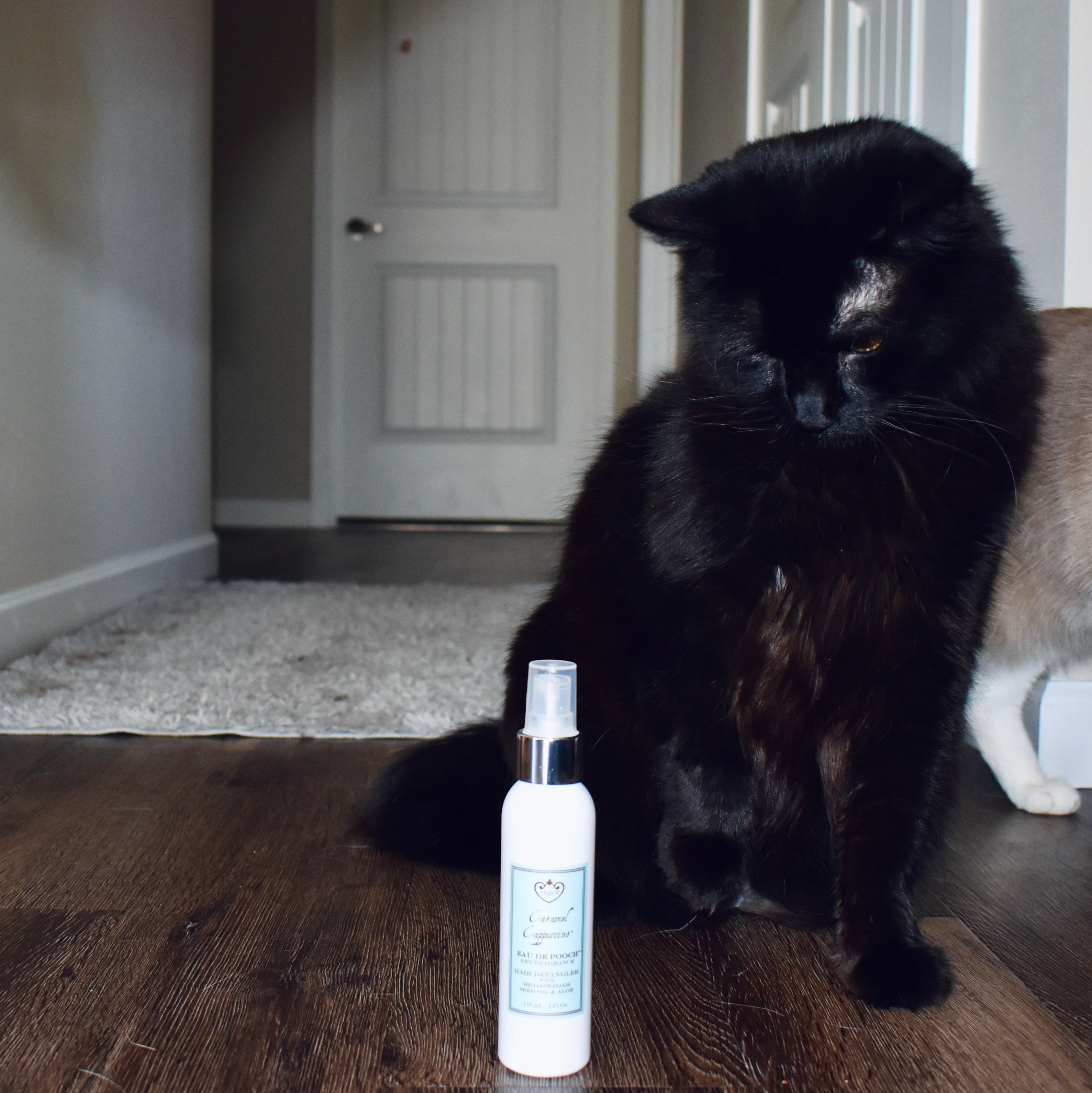 Caramel Cappuccino Eau de Pooch Pet Fragrance and Hair Detangler Spray